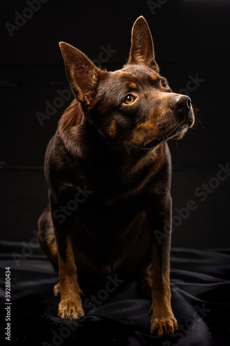 Portrait of a dog of breed Australian Kelpie on a black background