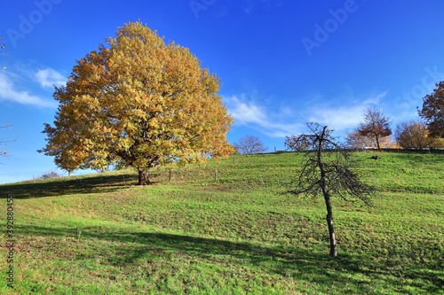 Goldener Oktober