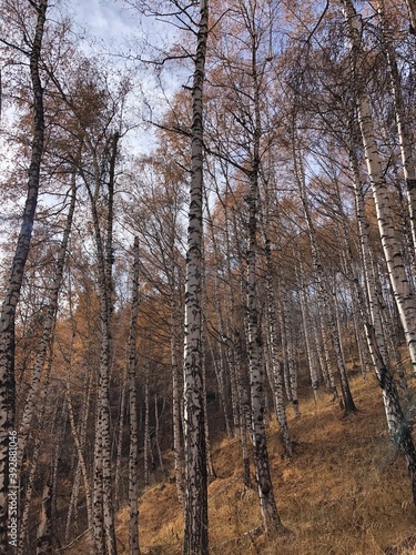 forest in winter