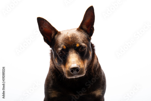 Portrait of a dog of breed Australian Kelpie on a white background © Vasily Popov