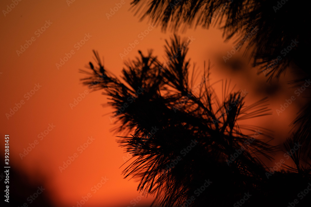 silhouette of a tree at red sky sunset