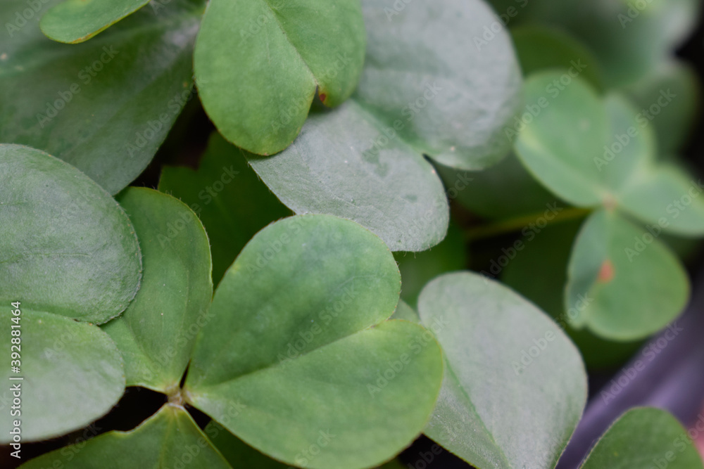 Clovers / green leaves / nature photography Clovers / green leaves / nature photography