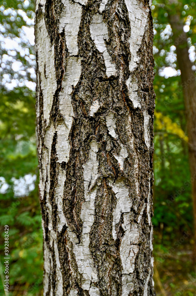 birch tree trunk standig in green forest
