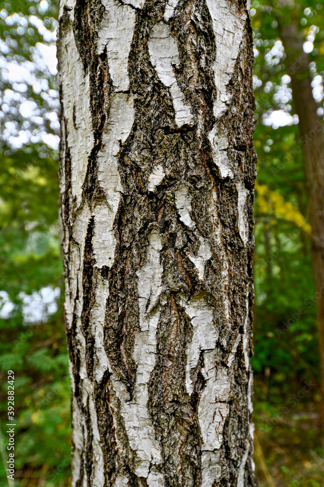 birch tree trunk standig in green forest birch tree trunk standig in green forest