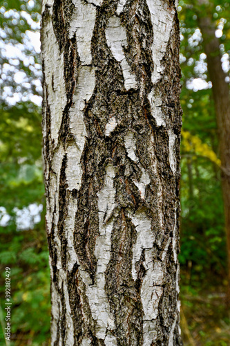 Fototapeta Naklejka Na Ścianę i Meble -  birch tree trunk standig in green forest