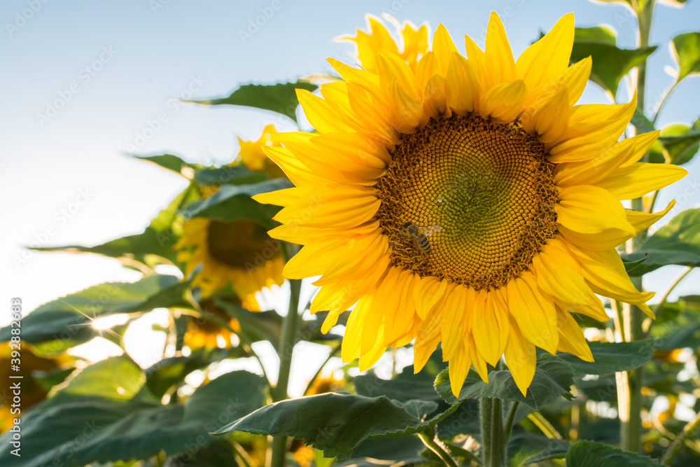 sunflower close up in the right part of the photo, bees on sunflower close up sunflower close up in the right part of the photo, bees on sunflower close up