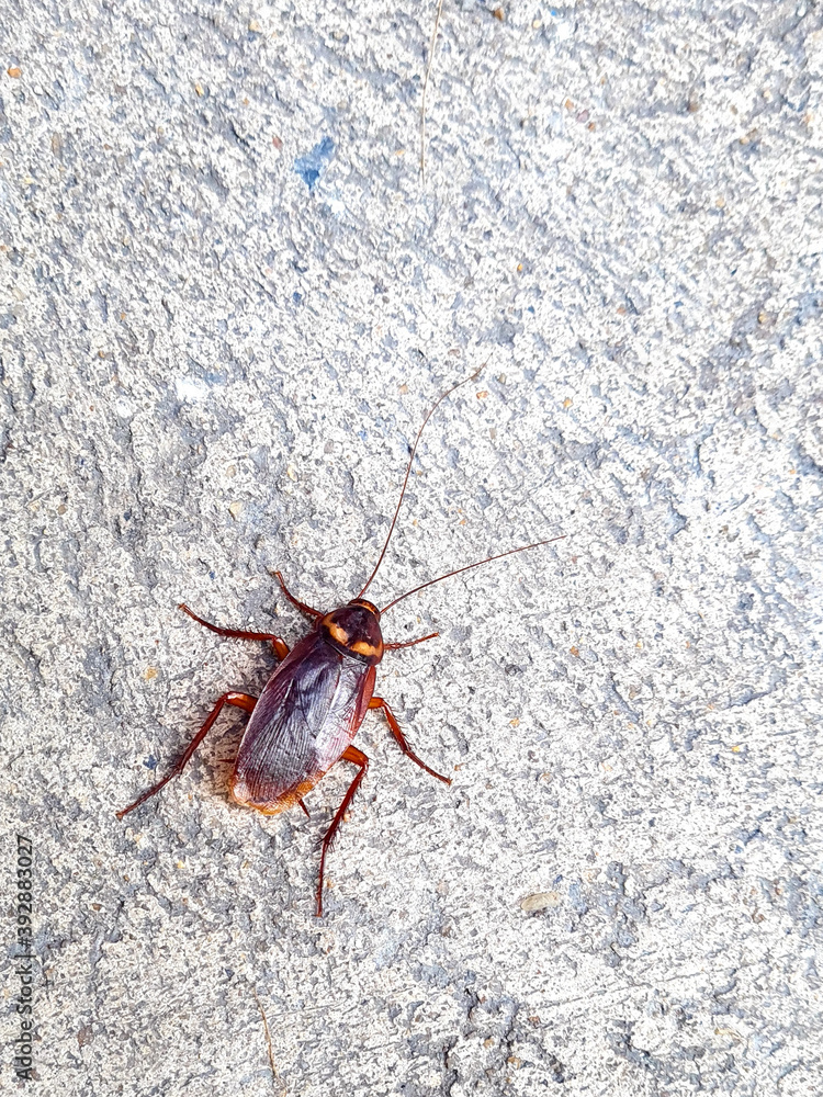 Obraz premium cockroach on the wall