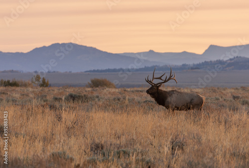 Bull Elk at Sunrise During the Fall Rut in Wyoming