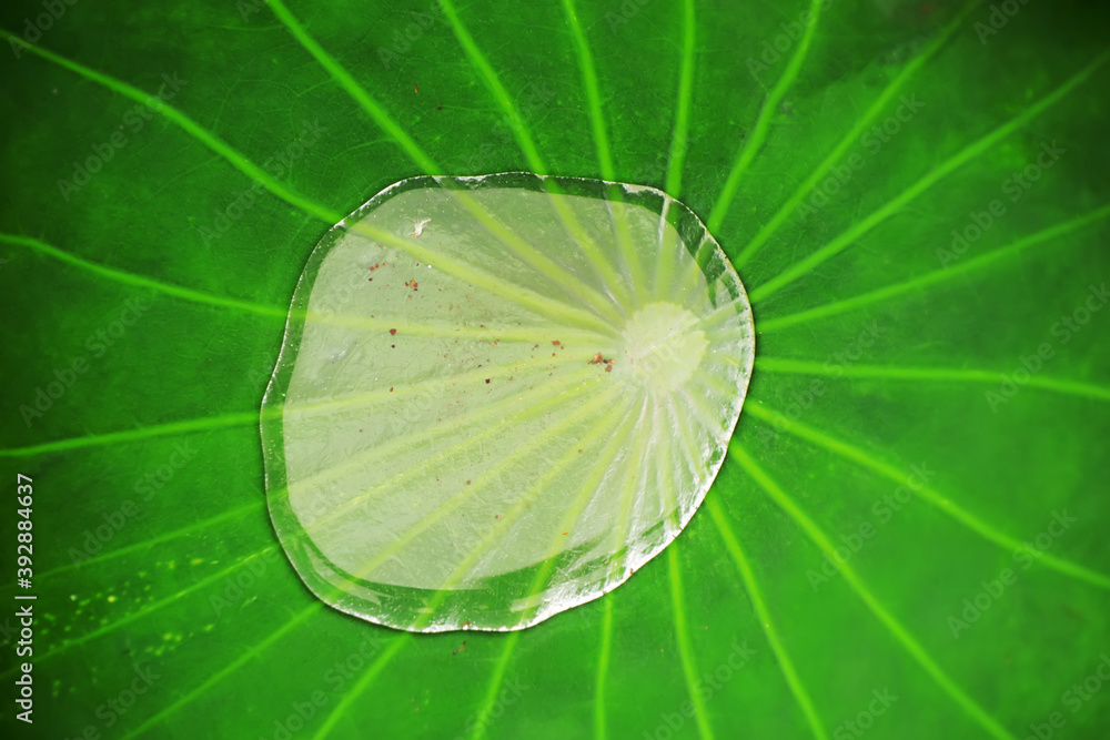 Fresh lotus leaves with very clear veins Fresh lotus leaves with very clear veins