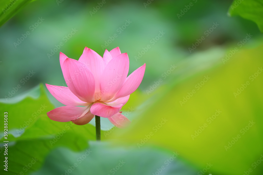 Beautiful pink lotus, close-up photos Beautiful pink lotus, close-up photos