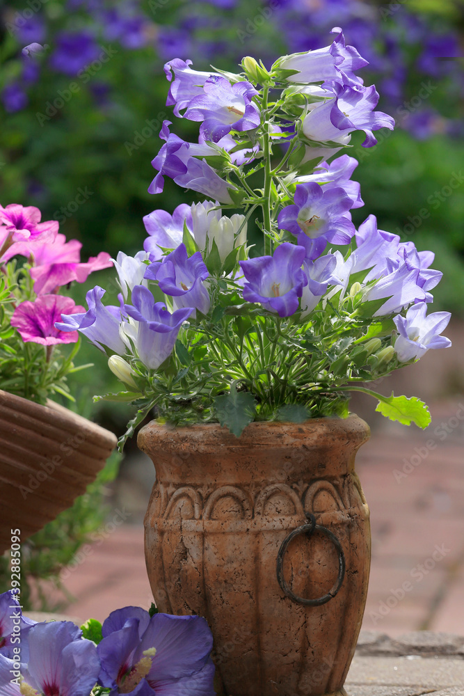 Blaue Glockenblumen in dekorativen Steintopf Blaue Glockenblumen in dekorativen Steintopf