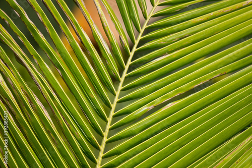  Green leaf of Coconut tree