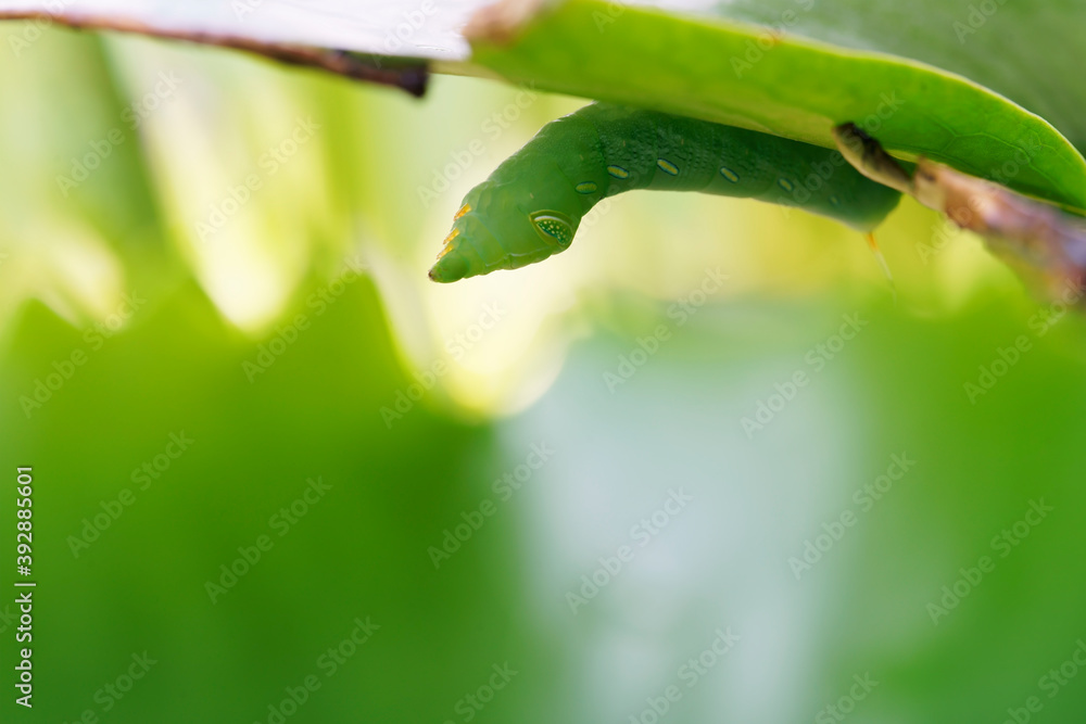 Caterpillar Caterpillar