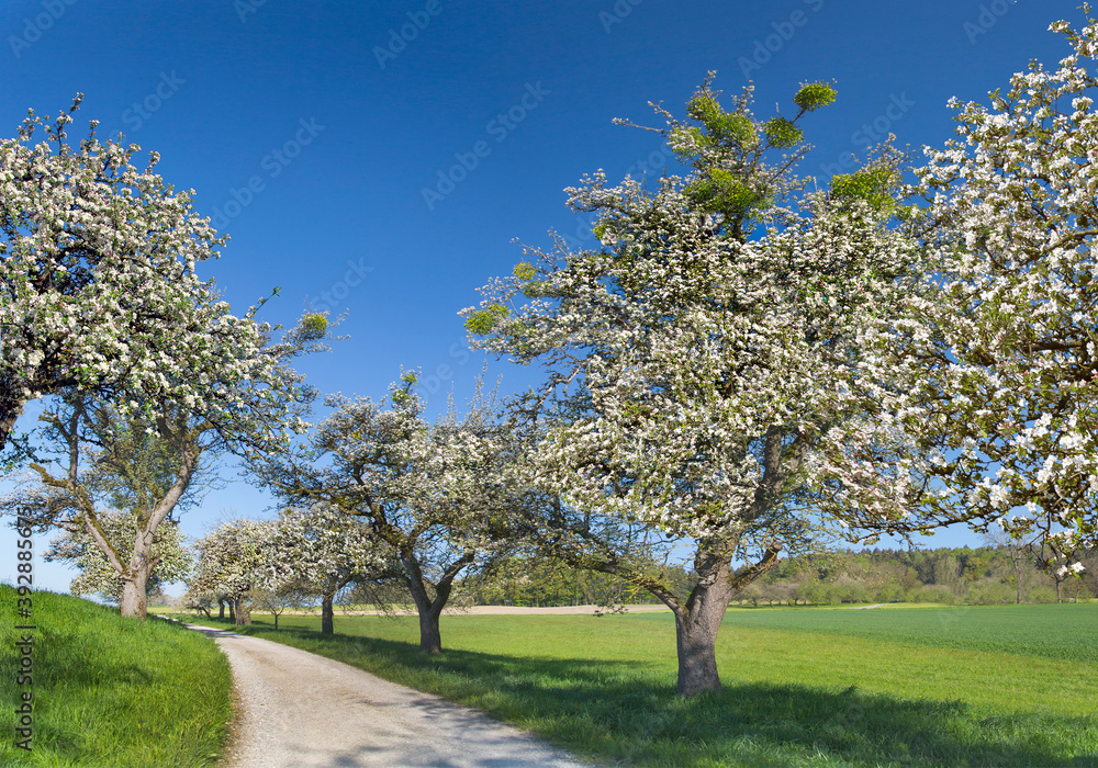 Obstbäume weiß blühend mit Weg im Frühling, Bayern, Deutschland, Europa