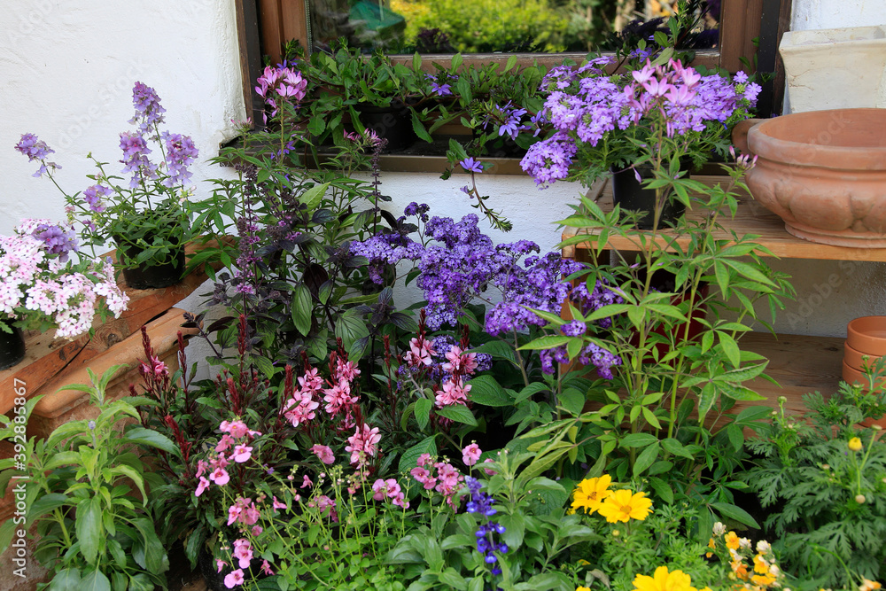 Gemischte blühende Topfpflanzen im Garten vor Fenster Gemischte blühende Topfpflanzen im Garten vor Fenster