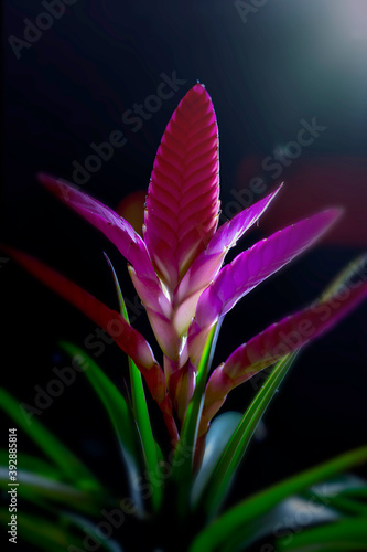 Bromelien Pflanzen mit Blüten, Tropenpflanze, Zierpflanze, Gegenlichtaufnahme photo