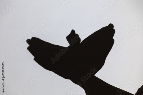 Bilde på lerret play shadow projected against a white background. pigeon