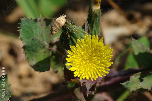 Smooth Sow-thistle (Sonchus oleraceus)