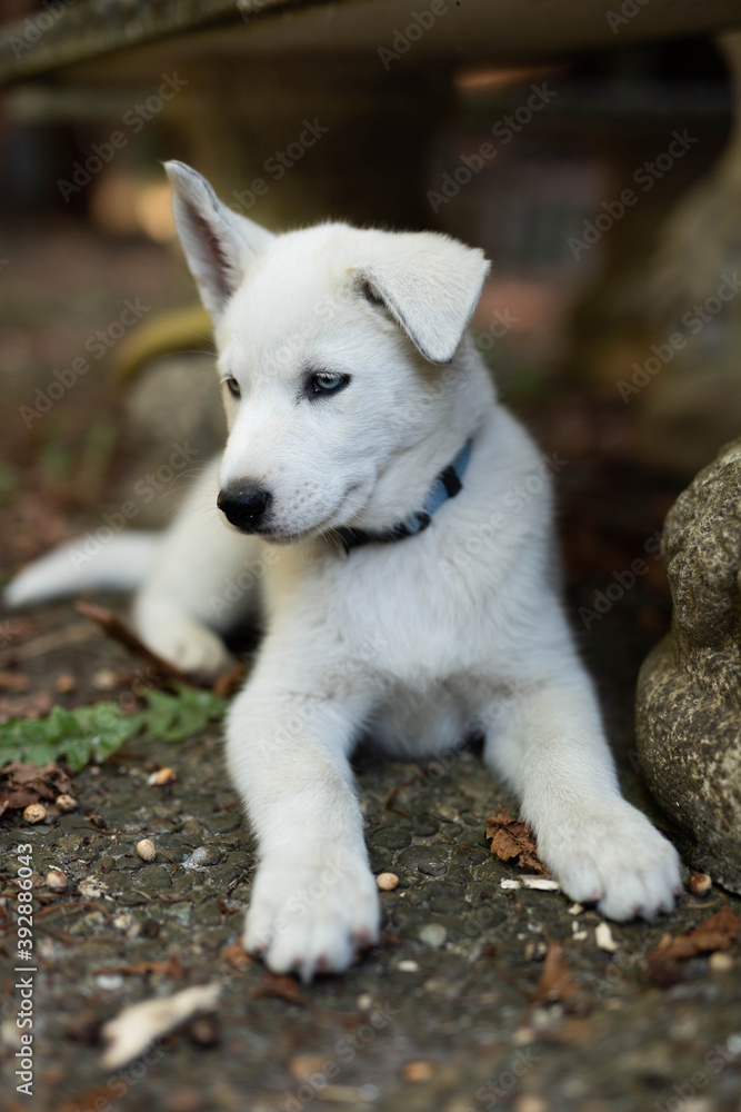 portrait of a white dog