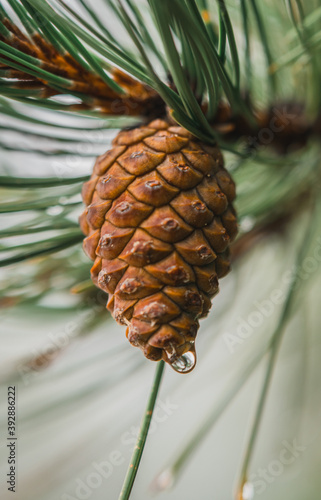 pine tree with a water drop macro