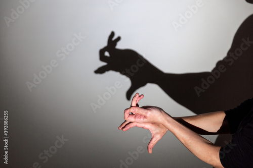 play shadow projected against a white background. a rabbit. photo