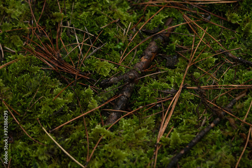 GROUND FOREST TEXTURE 