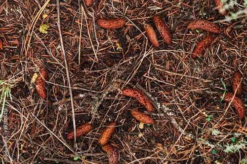 GROUND FOREST TEXTURE 