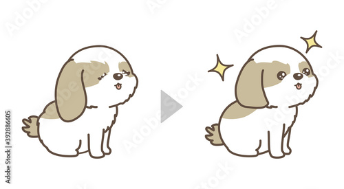 犬のトリミング　ビフォアアフター　シーズー