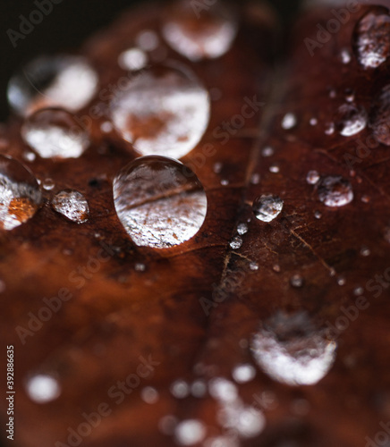 Small water drops in a red leave