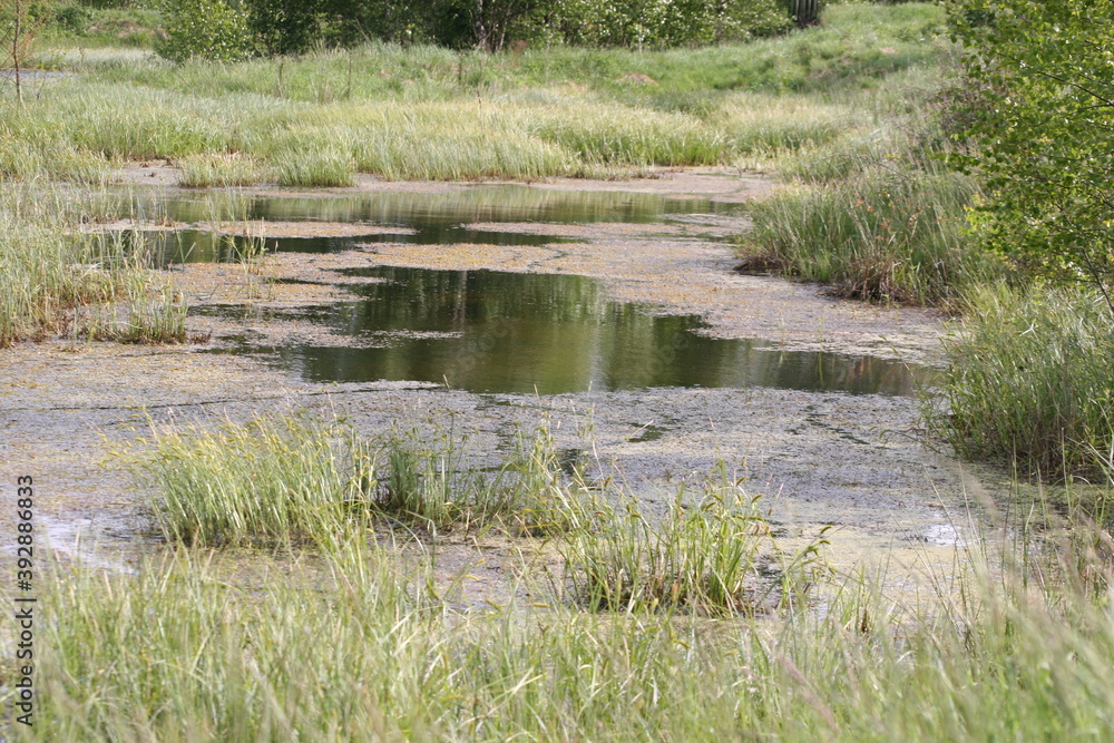reeds in the water reeds in the water