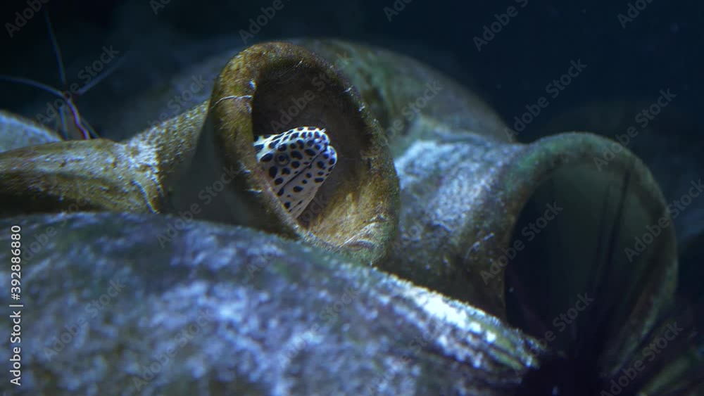 Moray eel hiding and moving inside an urn or pot with crustaceans in the background and foreground and a sea anenome or urchin Moray eel hiding and moving inside an urn or pot with crustaceans in the background and foreground and a sea anenome or urchin