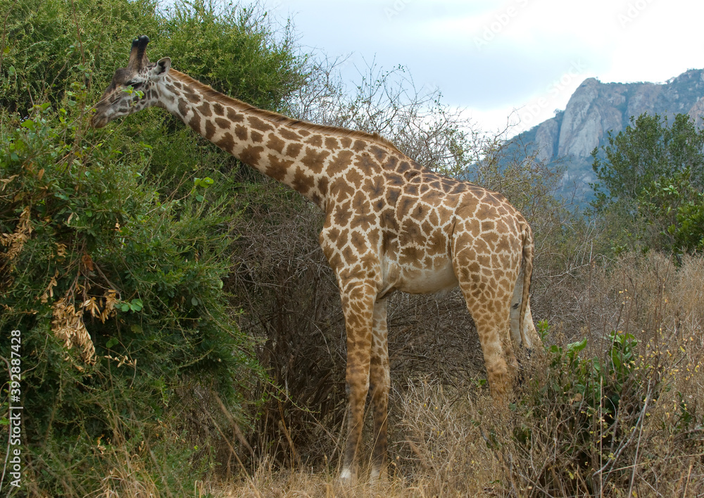 giraffe, giraffe, Giraffa camelopardalis giraffe, giraffe, Giraffa camelopardalis