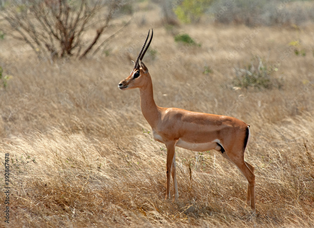 Grantgazelle, Grant's gazelle, Nanger granti