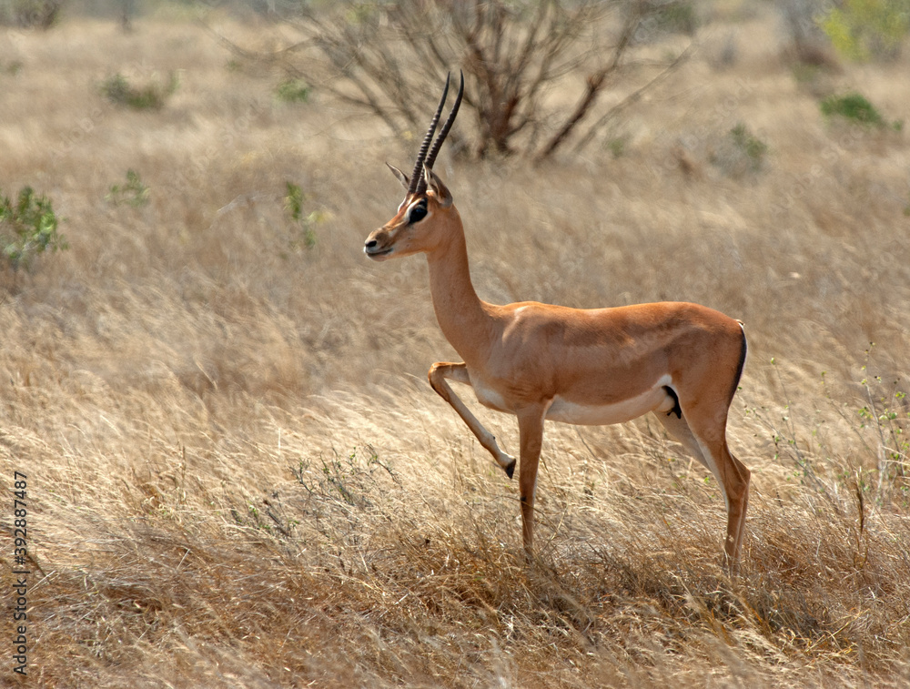 Grantgazelle, Grant's gazelle, Nanger granti Grantgazelle, Grant's gazelle, Nanger granti