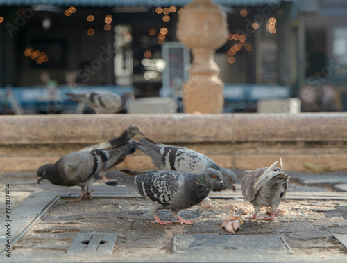 pigeons en train de manger sur le sol de Paris