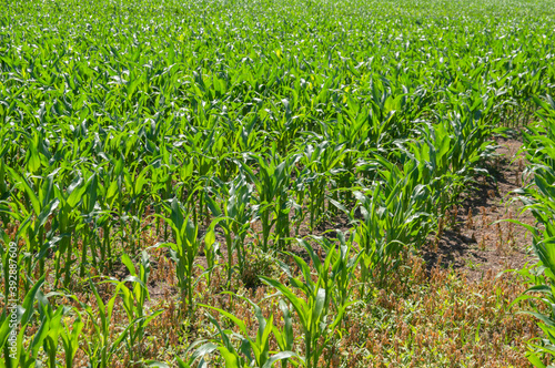 Young Corn Plants In A Field