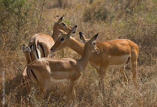 impala, impala, Aepyceros melampus