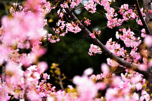 Pink cherry flowers in front of green trees