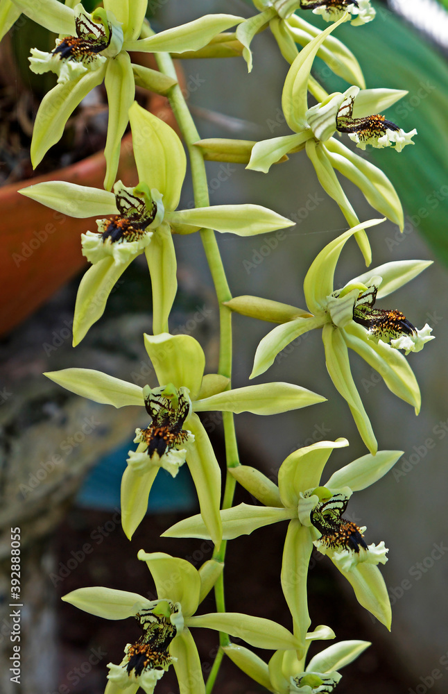Obraz premium Orchids in the greenhouse, Rio, Brazil
