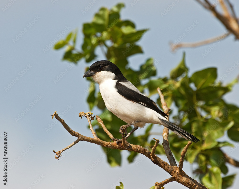 Cabanis-klapekster, Long-tailed Fiscal, Lanius cabanisi Cabanis-klapekster, Long-tailed Fiscal, Lanius cabanisi
