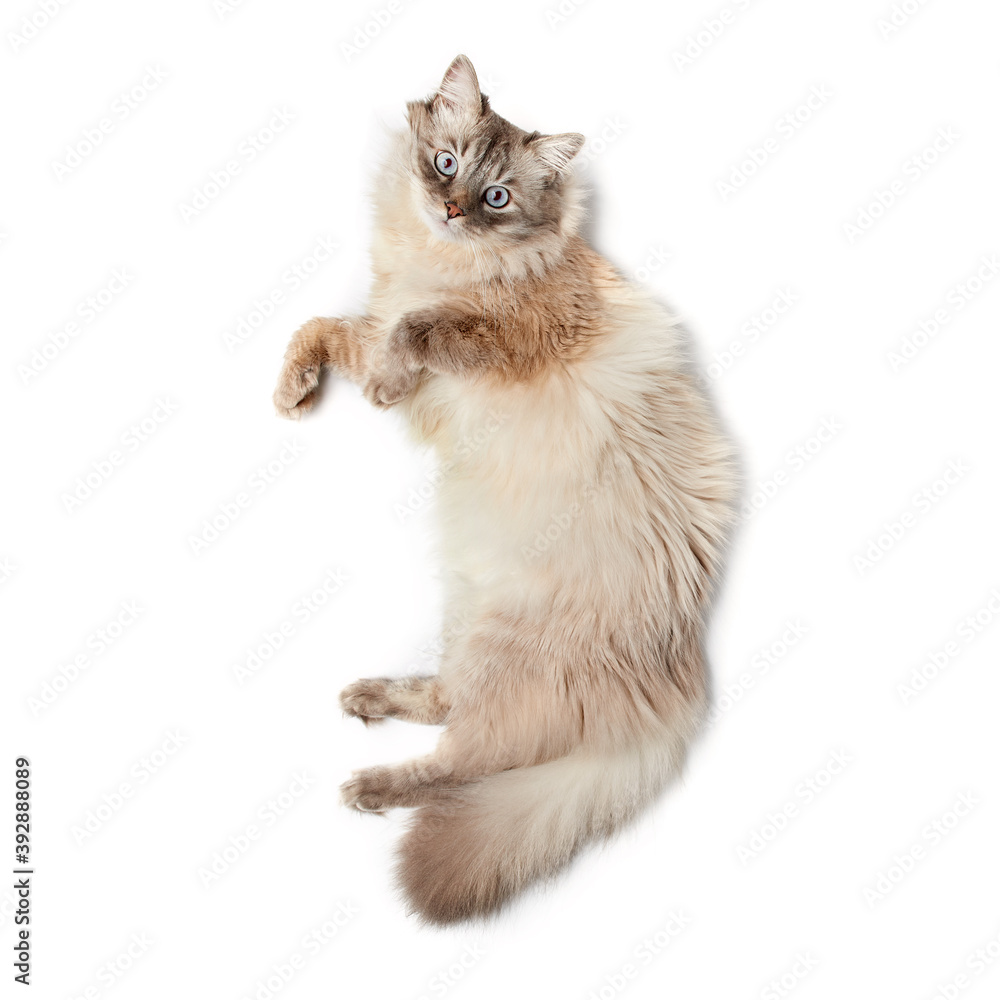 Beautiful siberian colorpoint cat with blue eyes lies on a white background