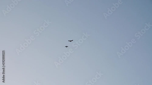 Wallpaper Mural A couple of birds flying in the blue sky. Torontodigital.ca