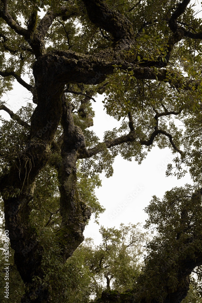 Ancient Tree branches against a white foggy sky, Natural Park, Braga. Ancient Tree branches against a white foggy sky, Natural Park, Braga.