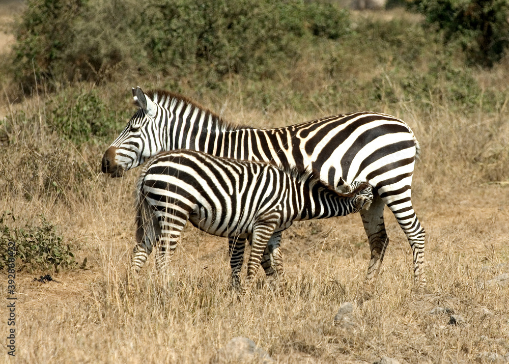 Plains zebra, steppezebra, Equus quagga Plains zebra, steppezebra, Equus quagga