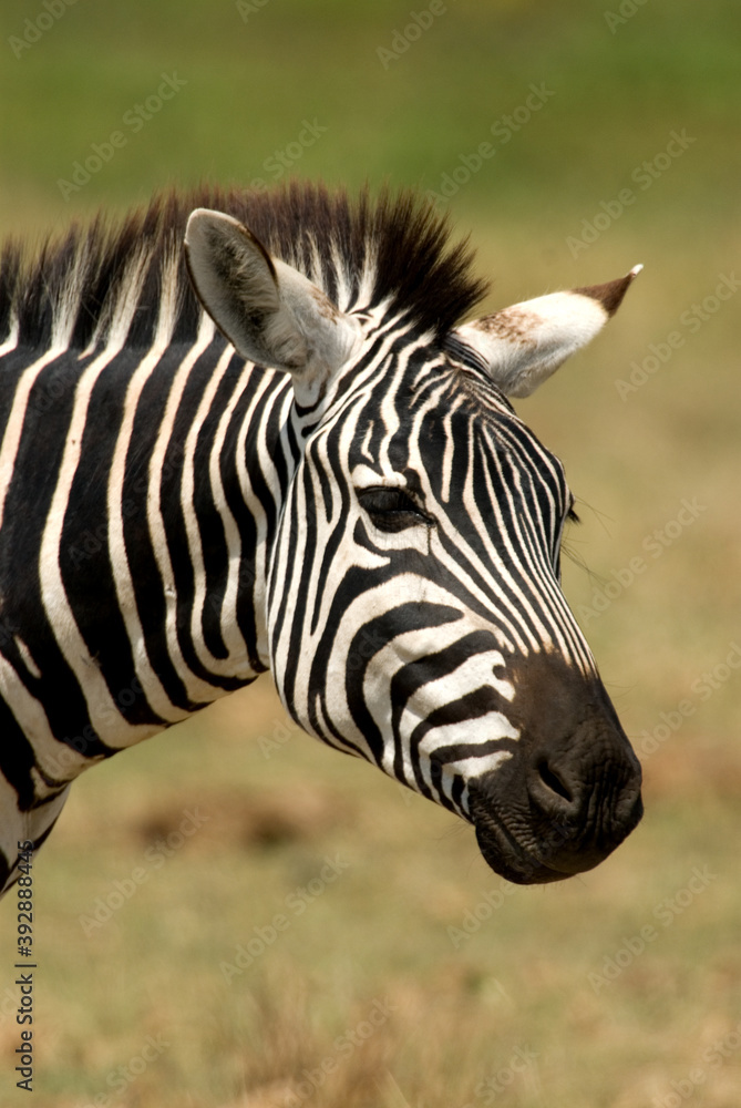Plains zebra, steppezebra, Equus quagga Plains zebra, steppezebra, Equus quagga
