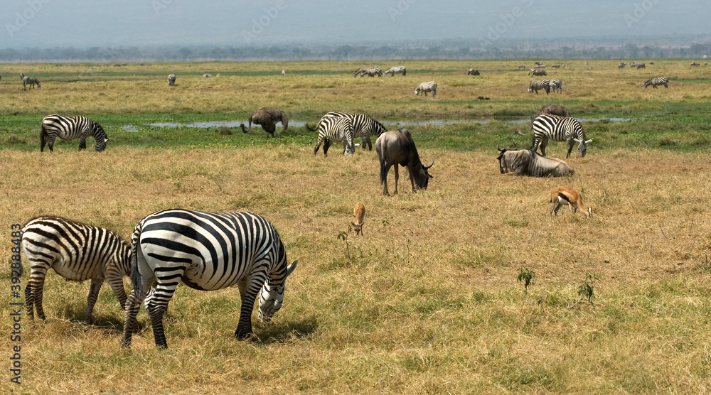 Fototapeta premium Plains zebra, steppezebra, Equus quagga
