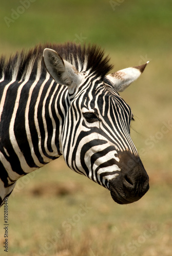 Plains zebra  steppezebra  Equus quagga