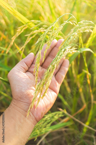 Ear of rice in farmer's hand before harvest, Thailand