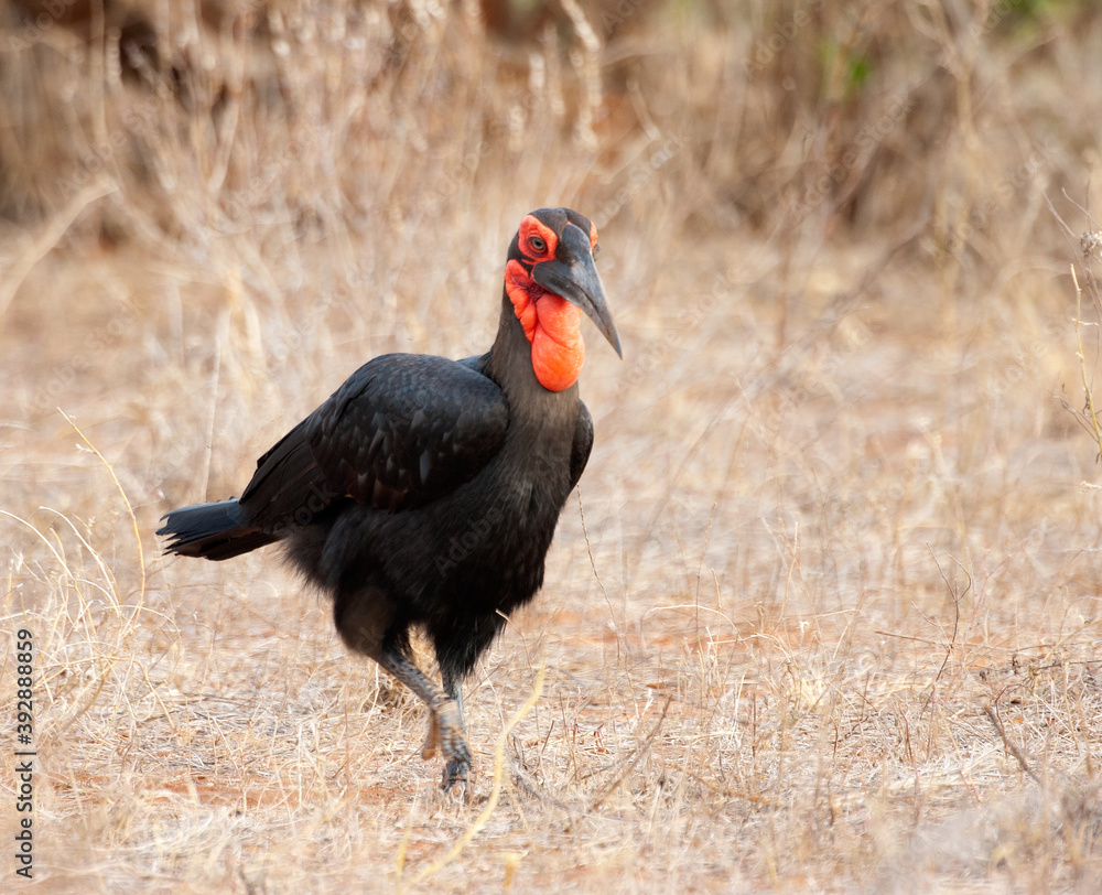 Zuidelijke Hoornraaf, Southern Ground-hornbill, Bucorvus leadbea Zuidelijke Hoornraaf, Southern Ground-hornbill, Bucorvus leadbea