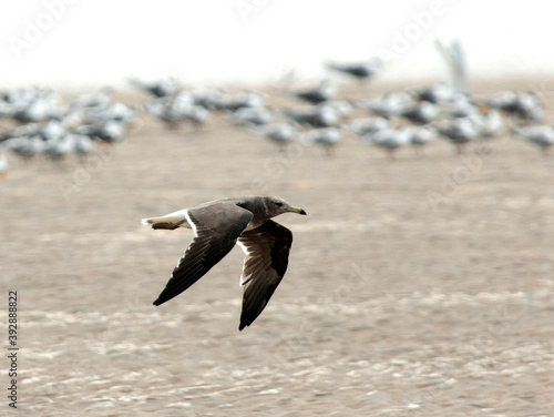 Hemprichs Meeuw, Sooty Gull, Larus hemprichii photo